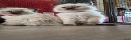 Ragdoll cats for sale: Stunning Ragdoll Kittens seal and mink seal point  - Advert 7