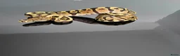 Python Snake reptiles for sale: Regius pythons/ ball pythos - Advert 11