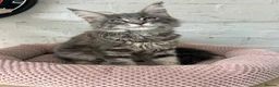 Maine Coon cats for sale: TICA Maine Coon Girls Ready Now DNA clear  - Advert 18