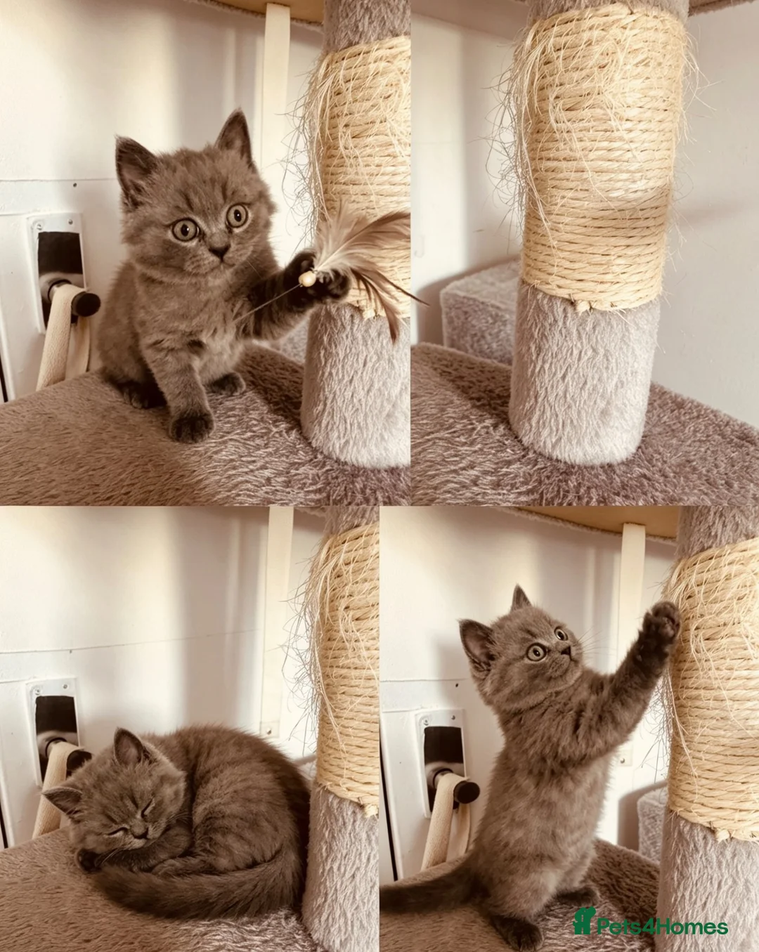 British Shorthair cats for sale:  pure pedigree Blue British Shorthairs  - Advert 19