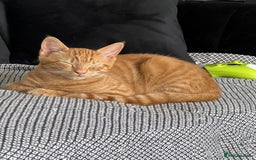 Domestic Shorthair cats for sale: Two ginger boys for sale / half maine coon - Image 5