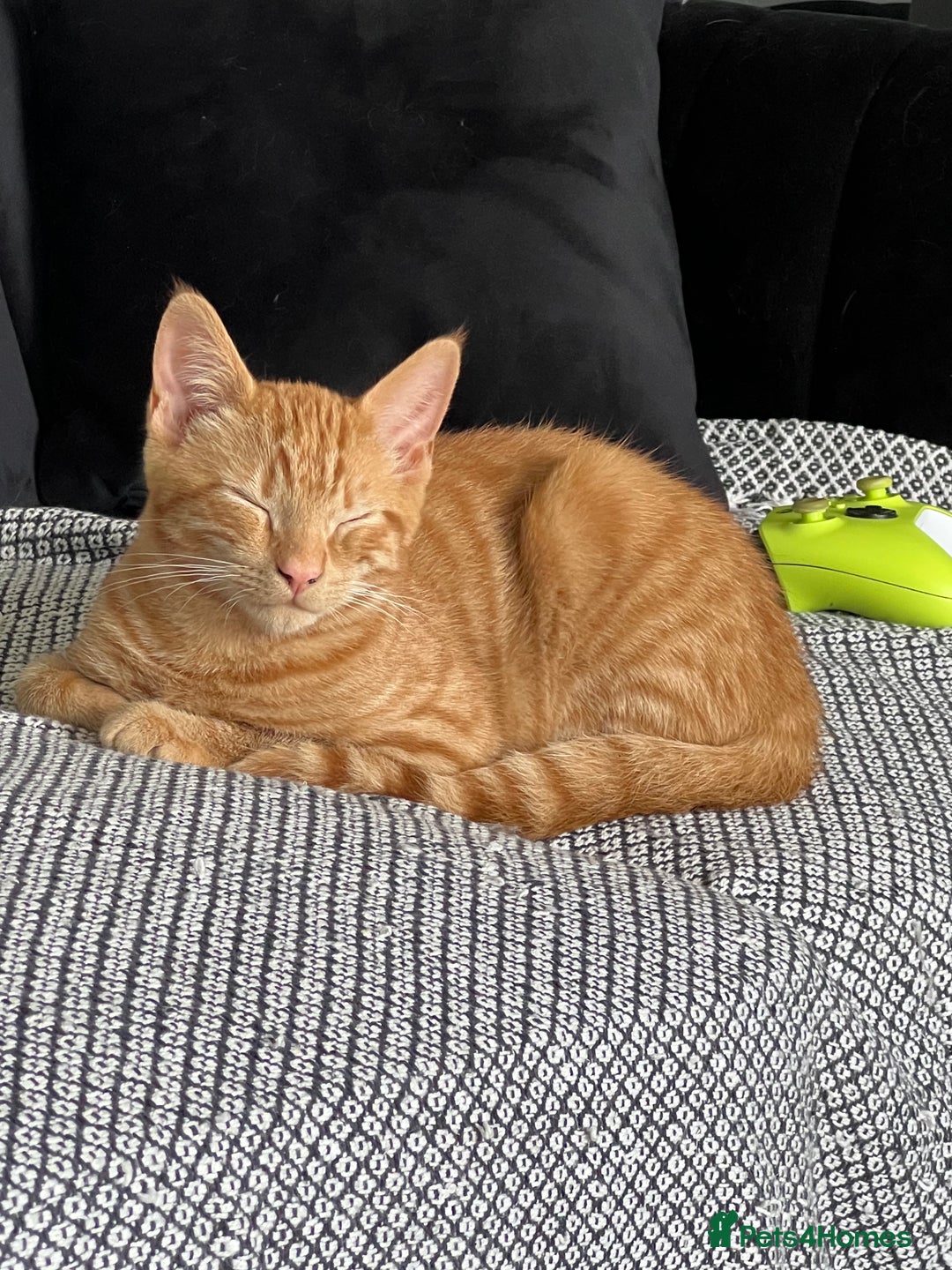 Domestic Shorthair cats for sale: Two ginger boys for sale / half maine coon - Image 5