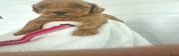 Cockapoo dogs for sale: F1b cockapoos fully health tested clear  - Advert 4