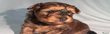 Yorkiepoo 4