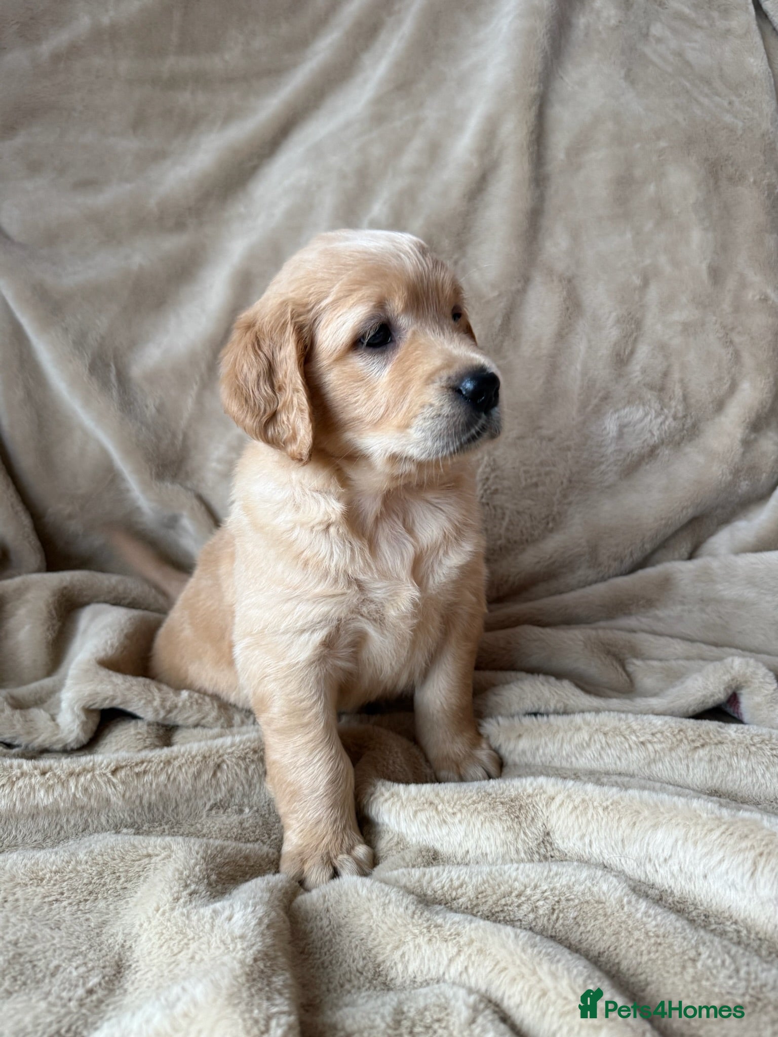 Mixed Breed dogs LAST TWO !❤️ GOLDEN FLATTIES ❤️ READY NOW ❤️  - Advert 1