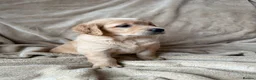 Mixed Breed dogs for sale: READY NOW  ❤️GOLDEN FLATTIES ❤️ ONLY 2 LEFT! ❤️  - Advert 11