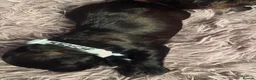 Schnoodle dogs for sale: Black/brown male Schnoodle pups for sale. in Glasgow - Advert 5