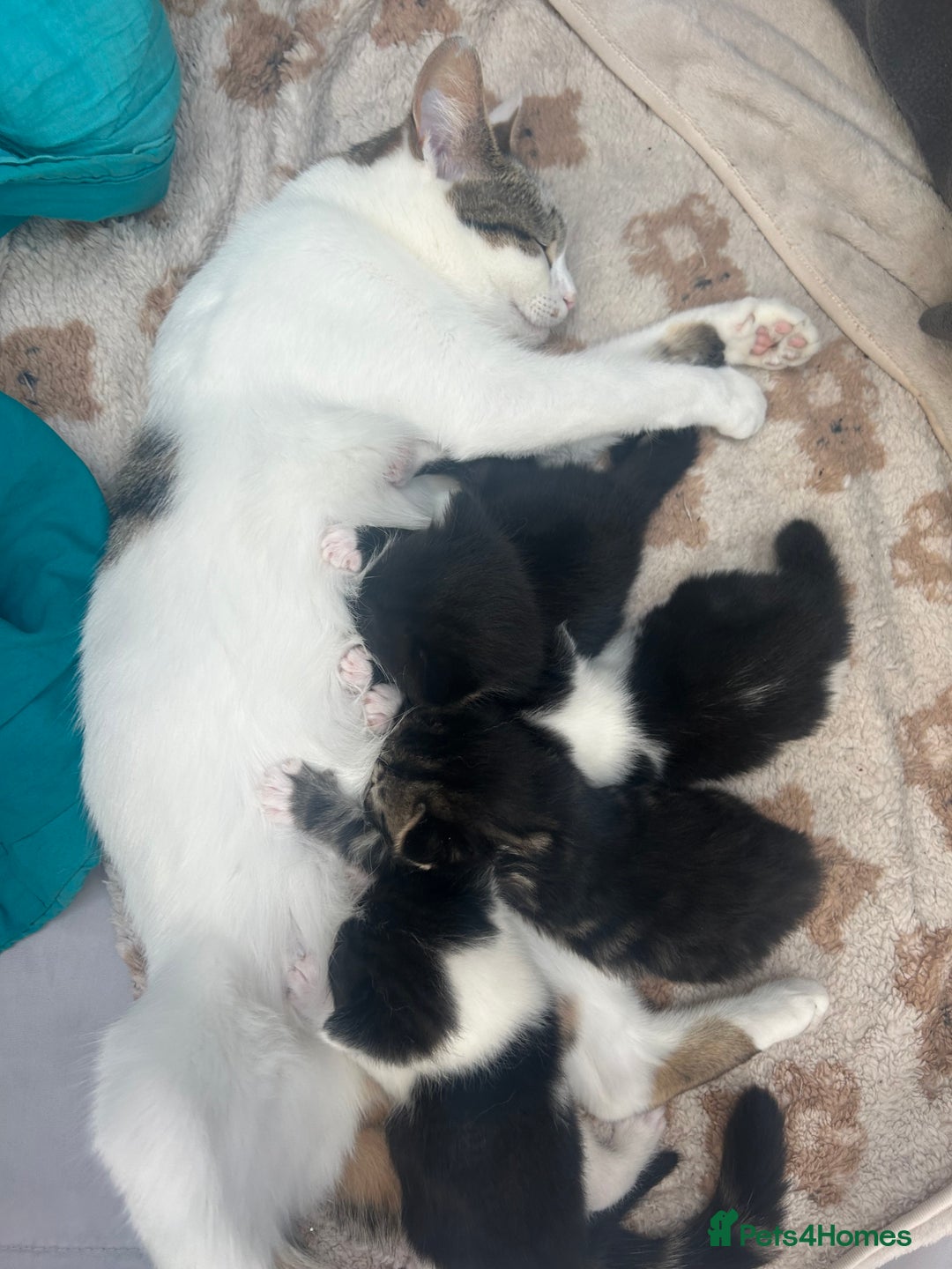 British Shorthair cats for sale: Fluffy 9-Week-Old Kittens – 1 Girl & 3 Boys Ready - Image 2