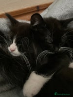 Mixed Breed cats siamese x siberian tuxedo kittens - Advert 12