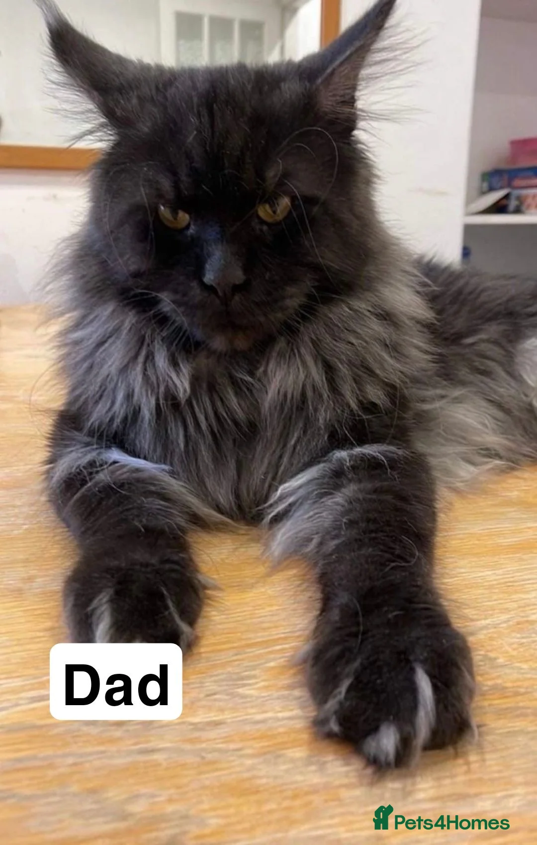 Maine Coon cats for sale: PURE main coon black male  - Advert 5