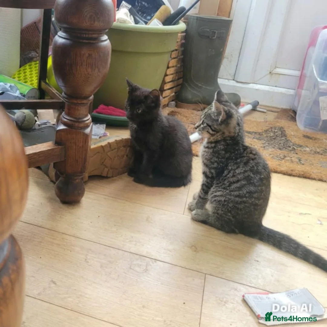 British Shorthair cats for sale: Two little kittens - ready to go - Advert 6