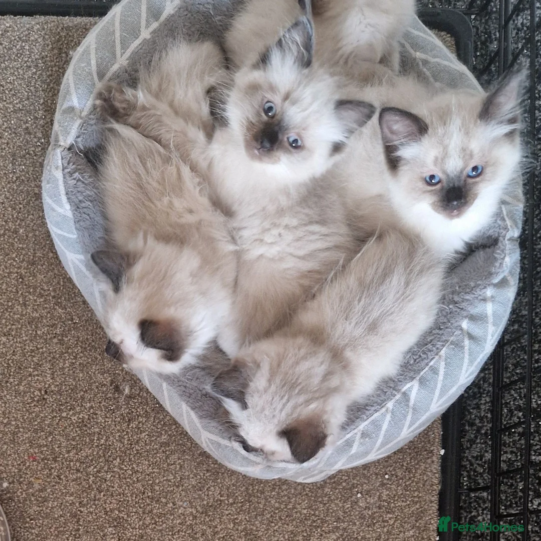 Ragdoll cats for sale: Ragdoll kittens in Newcastle upon Tyne - Advert 1