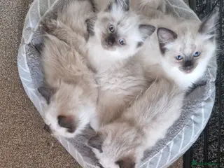 Ragdoll cats Ragdoll kittens - Advert 1