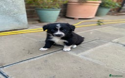 Border Collie dogs for sale: Border collie puppies  - Image 4