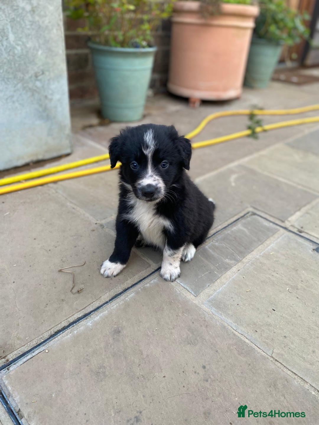Border Collie dogs for sale: Border collie puppies  - Image 4