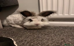 Angora rabbits for sale: Gorgeous bonded English angoras x2  - Image 5