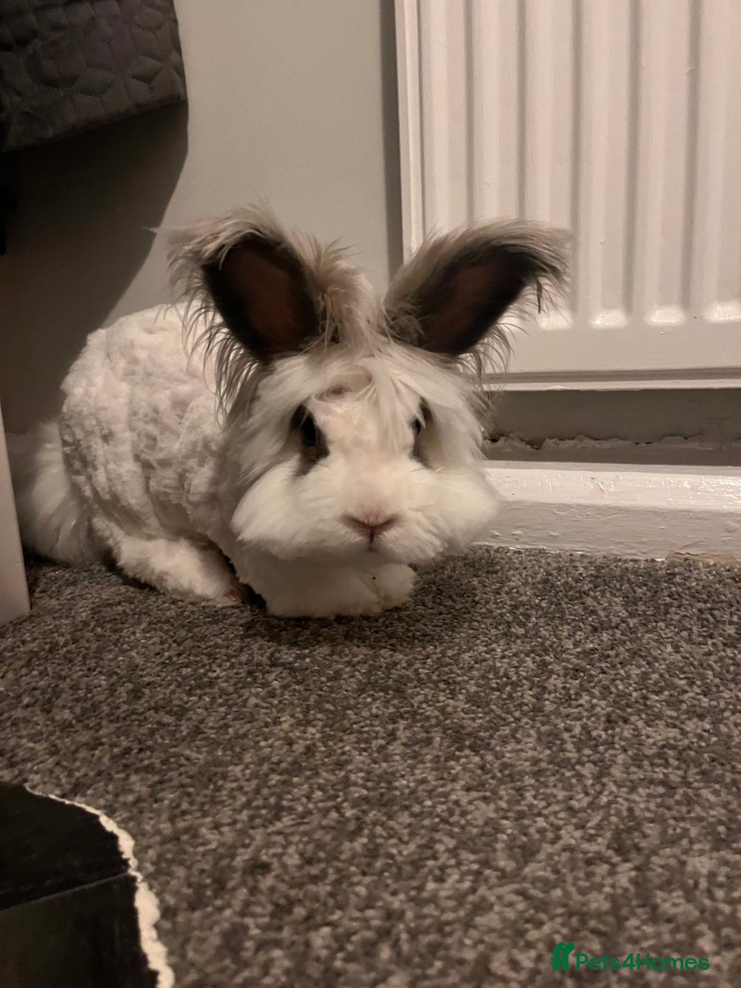 Angora rabbits for sale: Gorgeous bonded English angoras x2  - Image 5