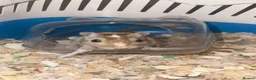 Gerbil rodents for sale: Male gerbil free too a good home - Advert 2