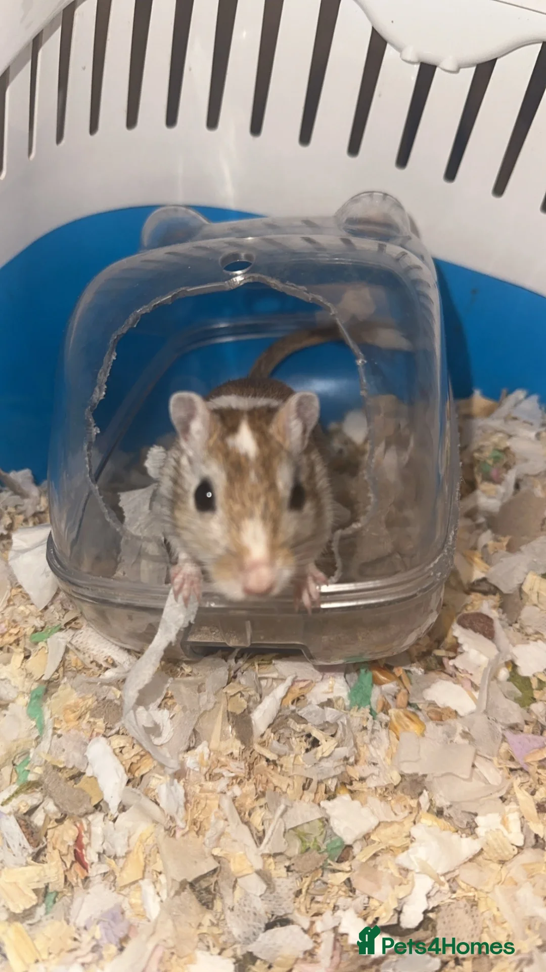 Gerbil rodents for sale: Male gerbil free too a good home - Advert 2