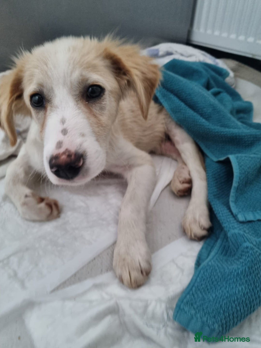 Mixed Breed dogs for adoption: Sweet Little OLAF – Hit and Run 😡 - Advert 2