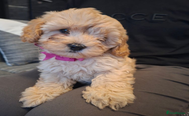 Cavapoo dogs - Advert 9