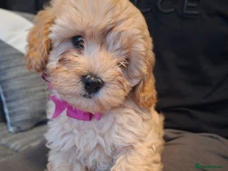 Cavapoo dogs - Advert 25