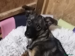 Mixed Breed dogs ❤️NIKA - 7 months sweet and social small girl - Advert 5