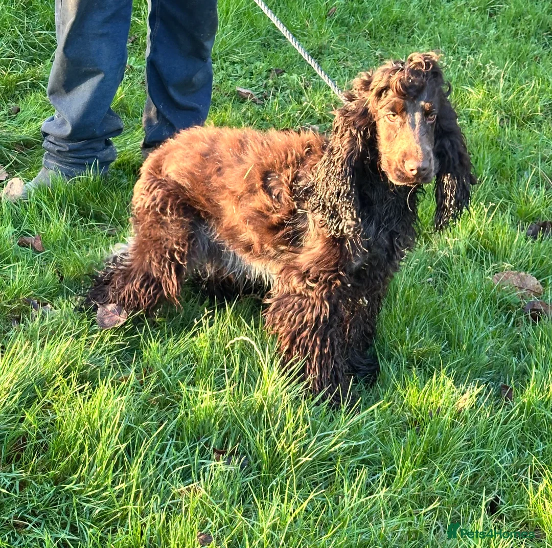 Cocker Spaniel dogs for sale: Handsome chocolate roan boy - Advert 4
