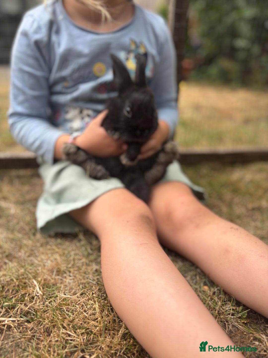 Mini Lop rabbits for sale: Mini Lop x Netherland babies Rabbits – Ready Now! - Image 8