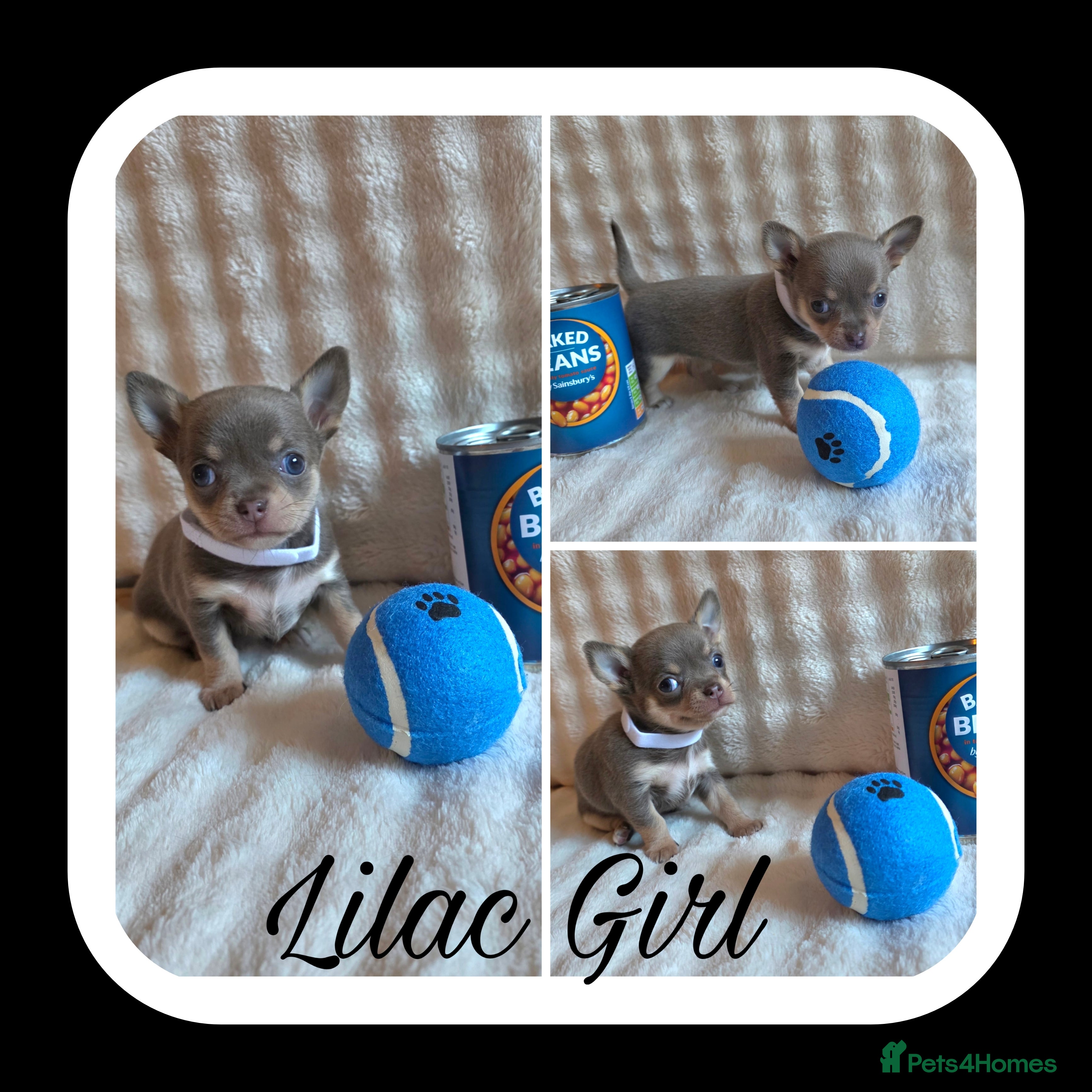 Chihuahua dogs 5 Beautiful true to type small chihuahuas - Advert 15