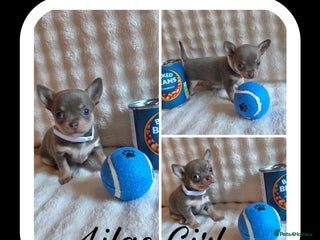 Chihuahua dogs 5 Beautiful true to type small chihuahuas - Advert 15