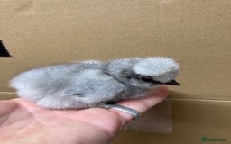 Chickens poultry for sale: Silkie chickens in Ashbourne - Image 1