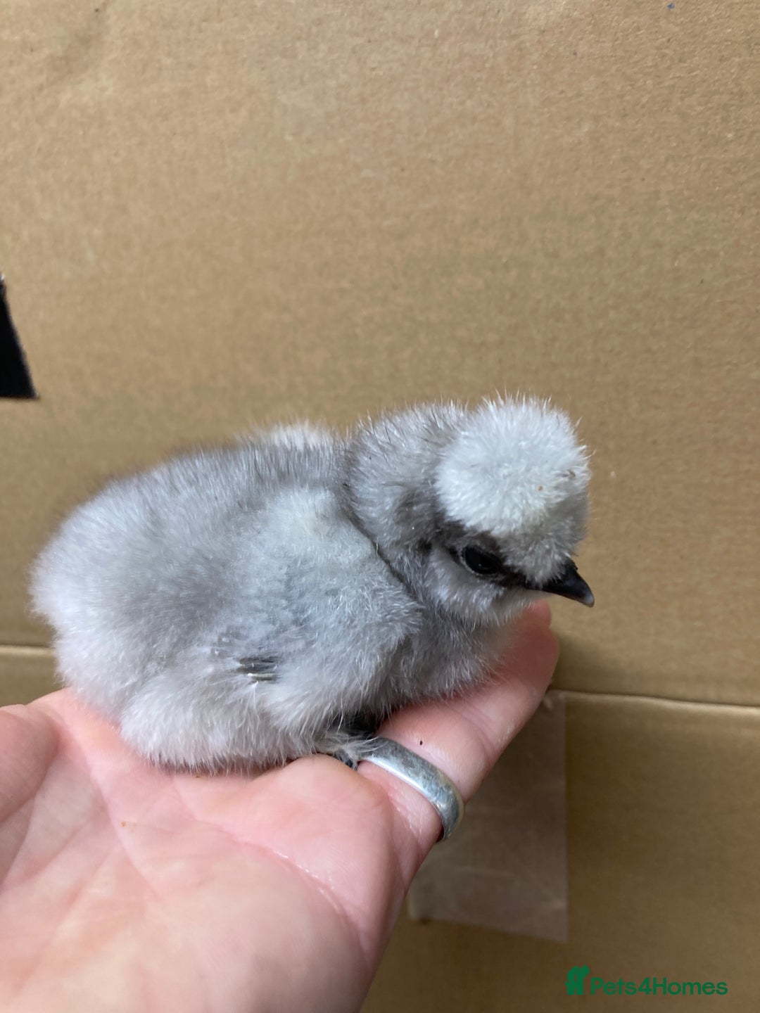 Chickens poultry for sale: Silkie chickens in Ashbourne - Image 1