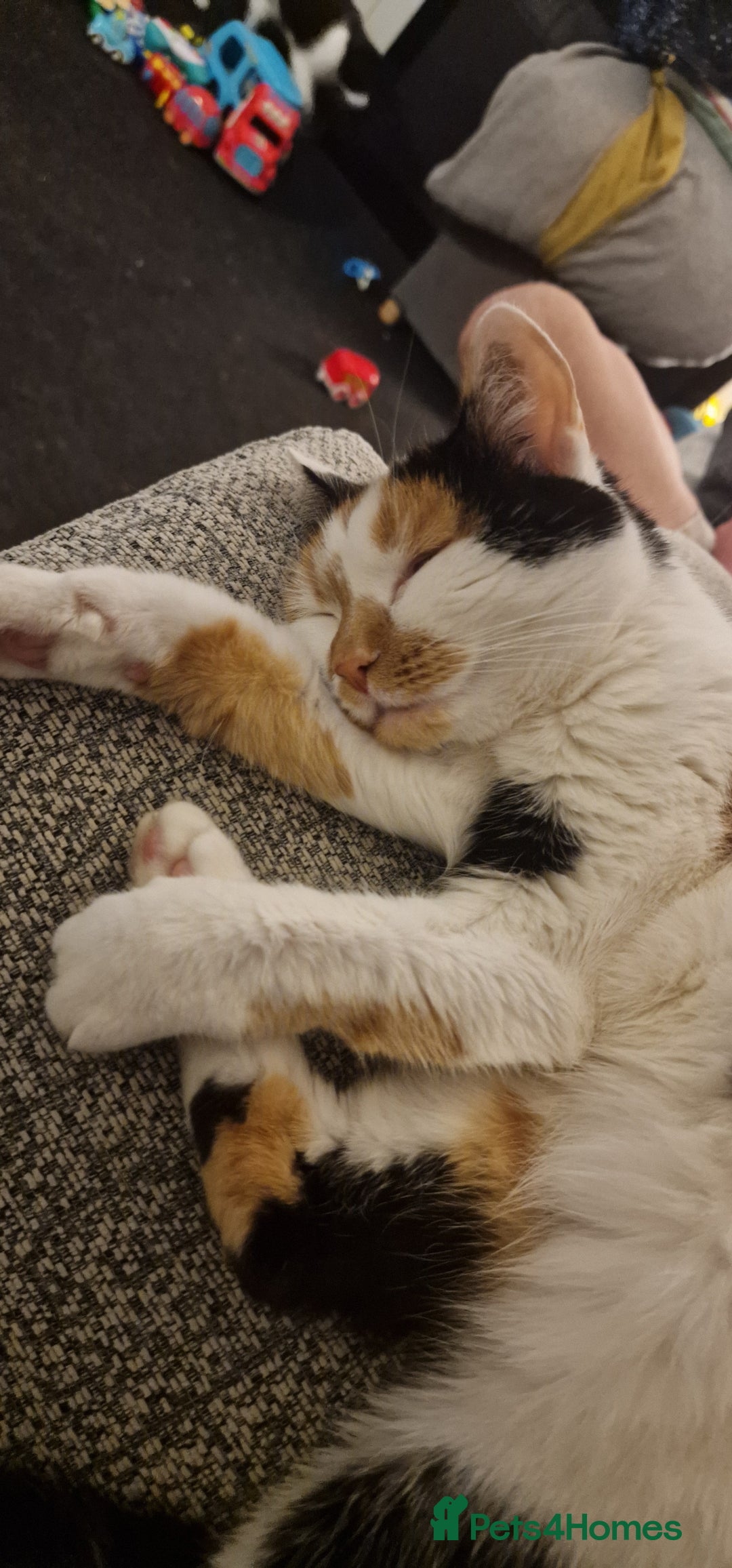 Mixed Breed cats for sale: 2 cats for rehome - Advert 10