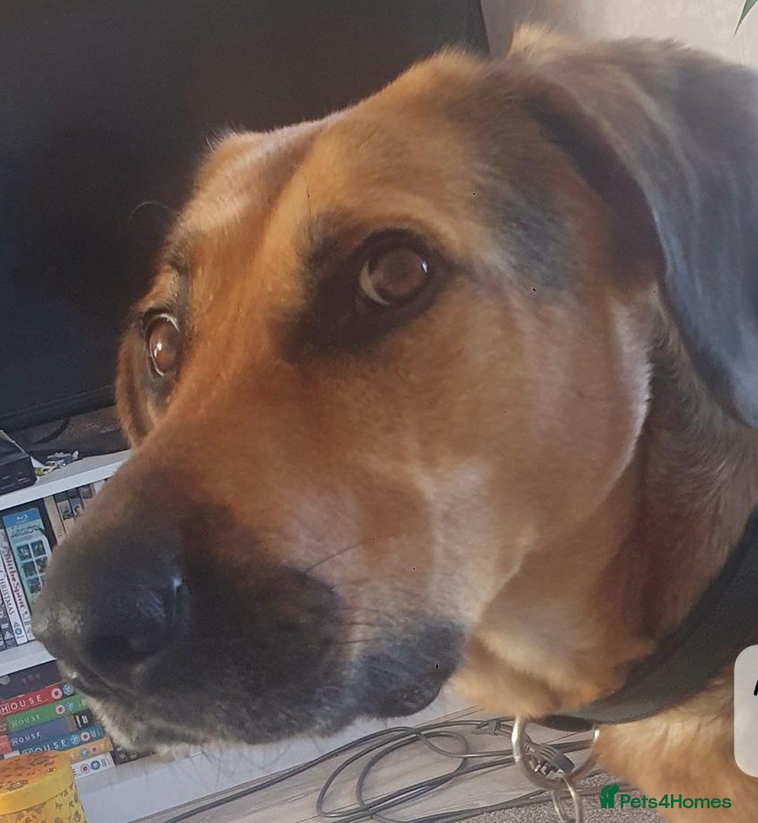 Mixed Breed dogs for sale: Baxter needs loving home  - Image 2