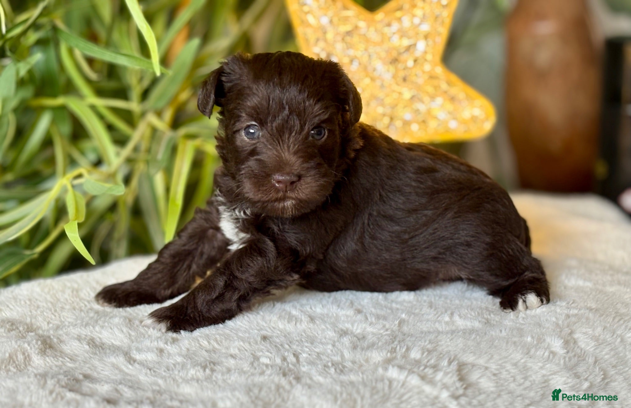 Miniature Schnauzer dogs KC Chocolate, Choc & Tan, Choc Parti Parti  - Advert 3