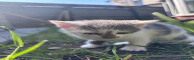 Domestic Shorthair Kitten 2