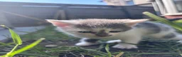 Domestic Shorthair cats for sale: 3 adorable kittens - Advert 3