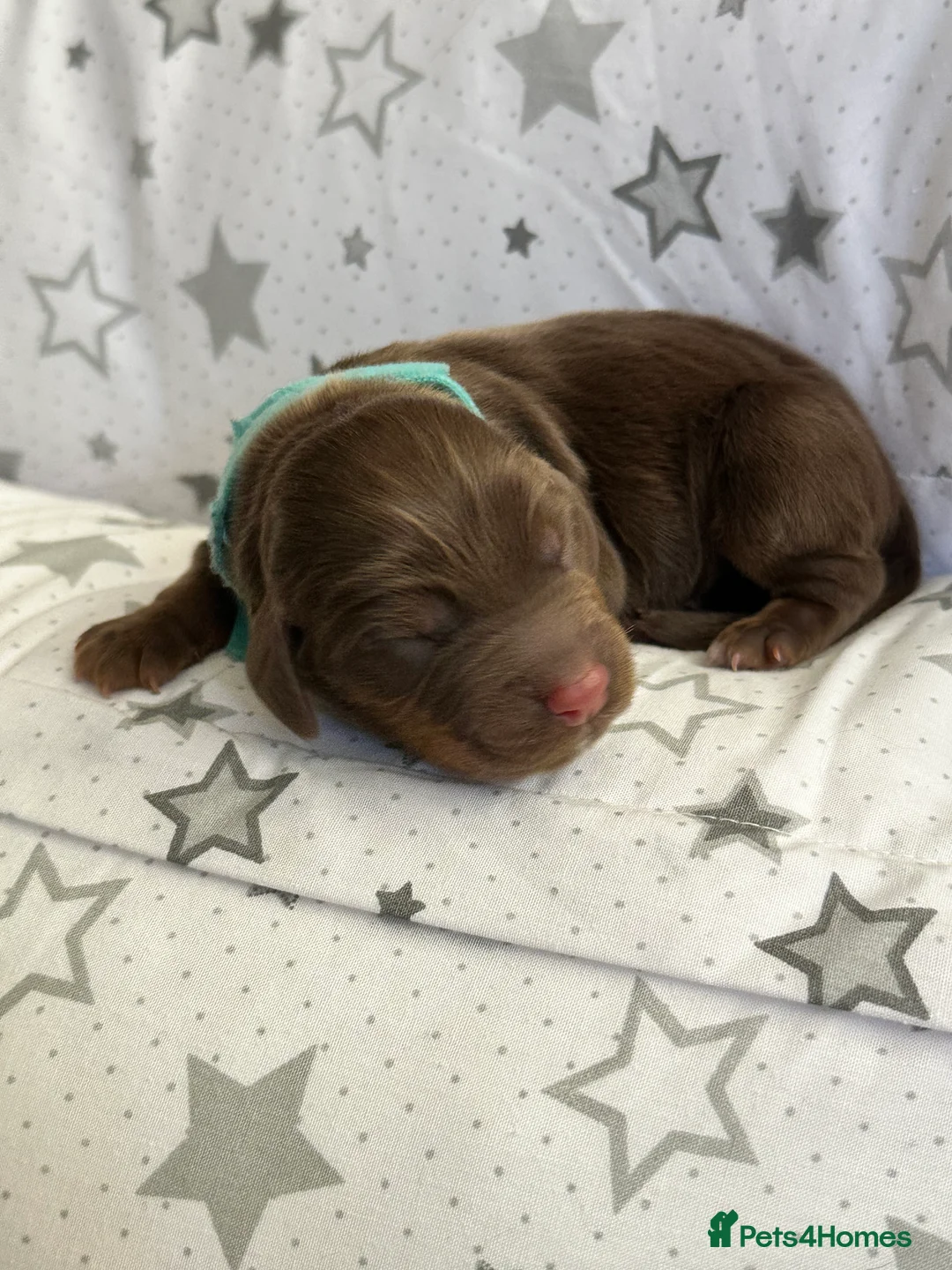 Cocker Spaniel dogs for sale: KC working cocker spaniel puppies D+D - Advert 13