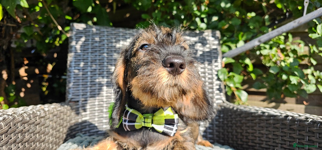 Dachshund dogs for sale: Outstanding Standard Wire haired Dachshund puppies - Image 17