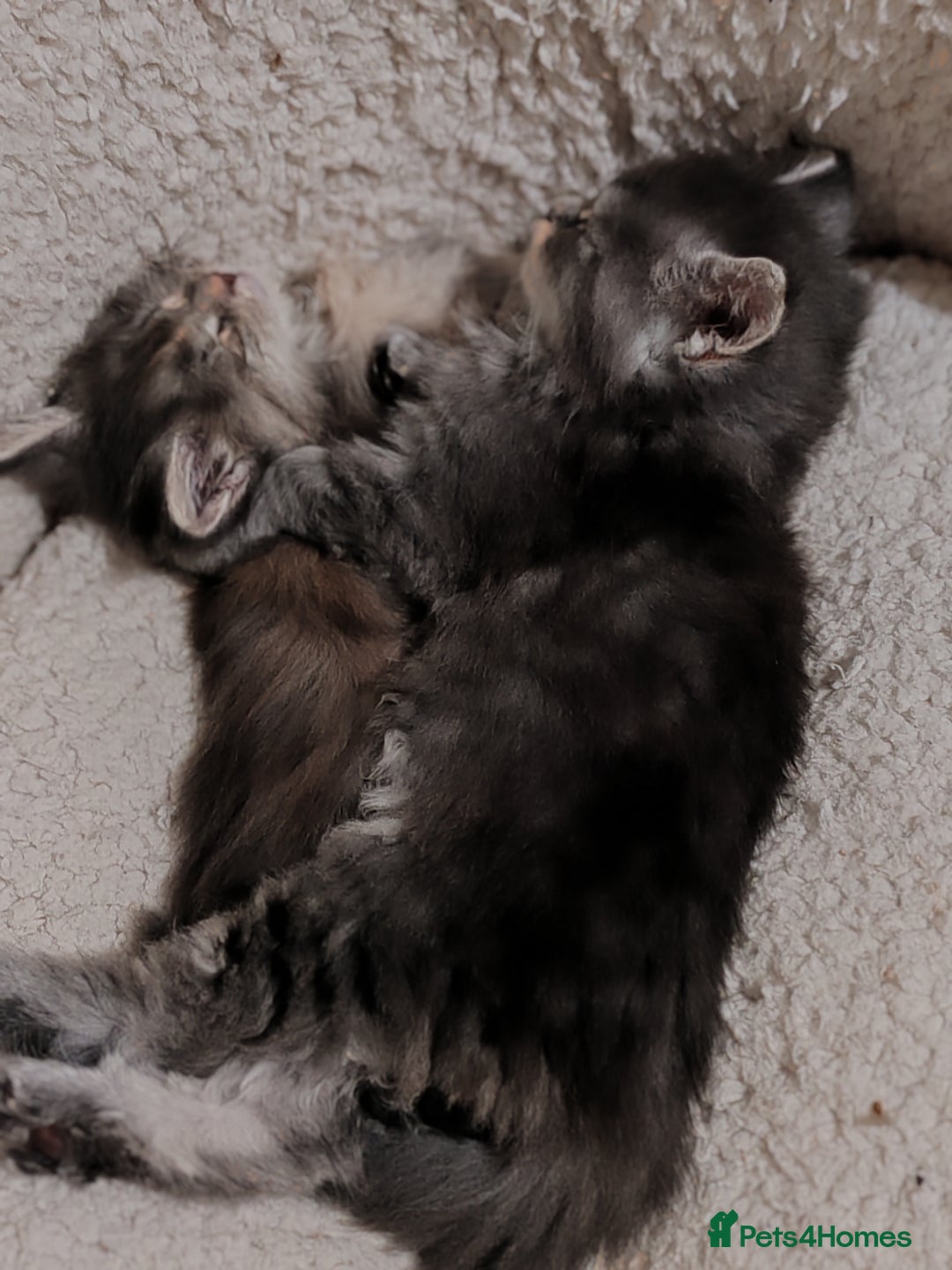 Maine Coon cats for sale: Maine coon kittens  - Advert 20