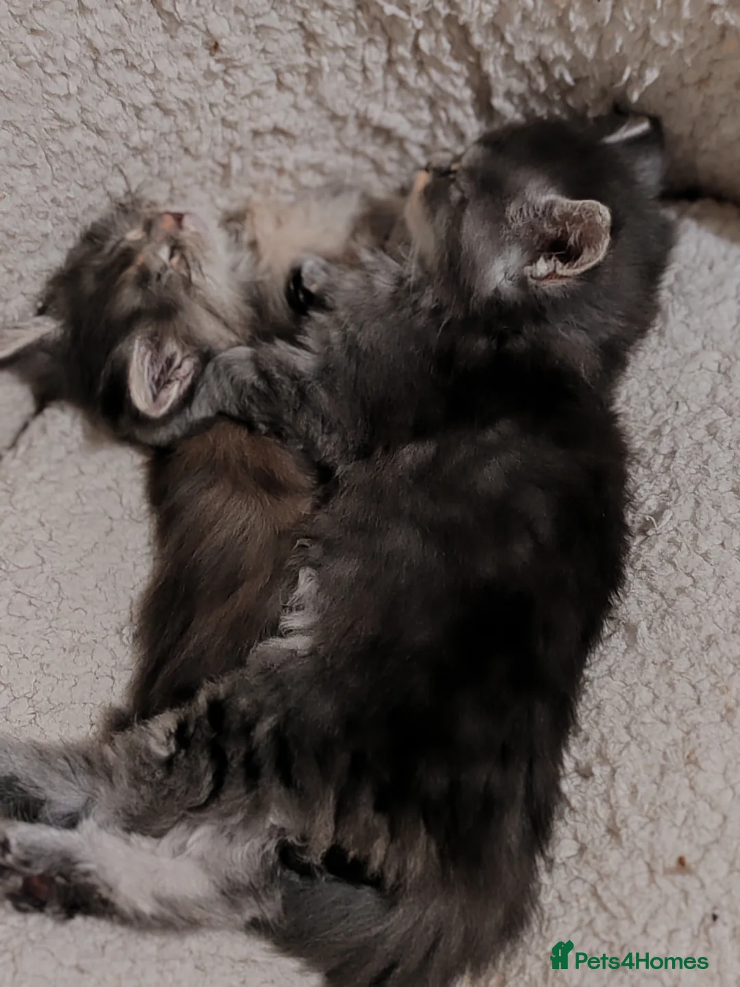 Maine Coon cats for sale: Maine coon kittens  - Advert 20