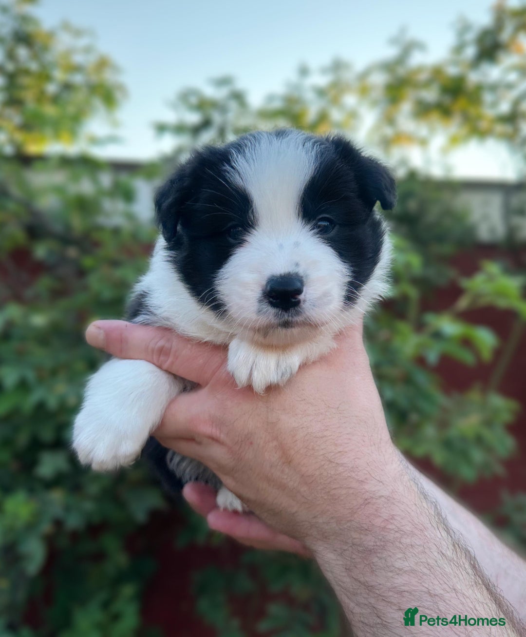 Border Collie dogs for sale: Champion line pups from health tested parents   - Image 10