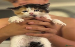 Mixed Breed cats for sale: 5 fluffy kittens  - Image 13