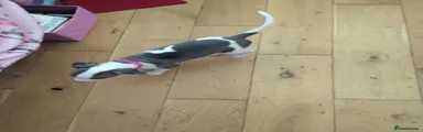 Whippet 3