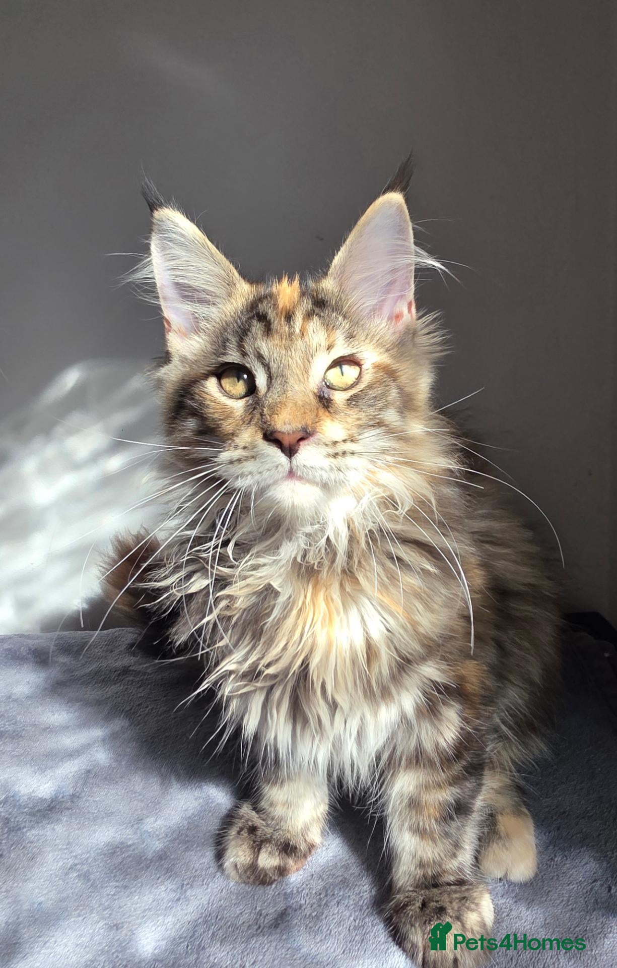 Maine Coon cats TICA Maine Coon Kittens | Russian Bloodlines - Advert 1