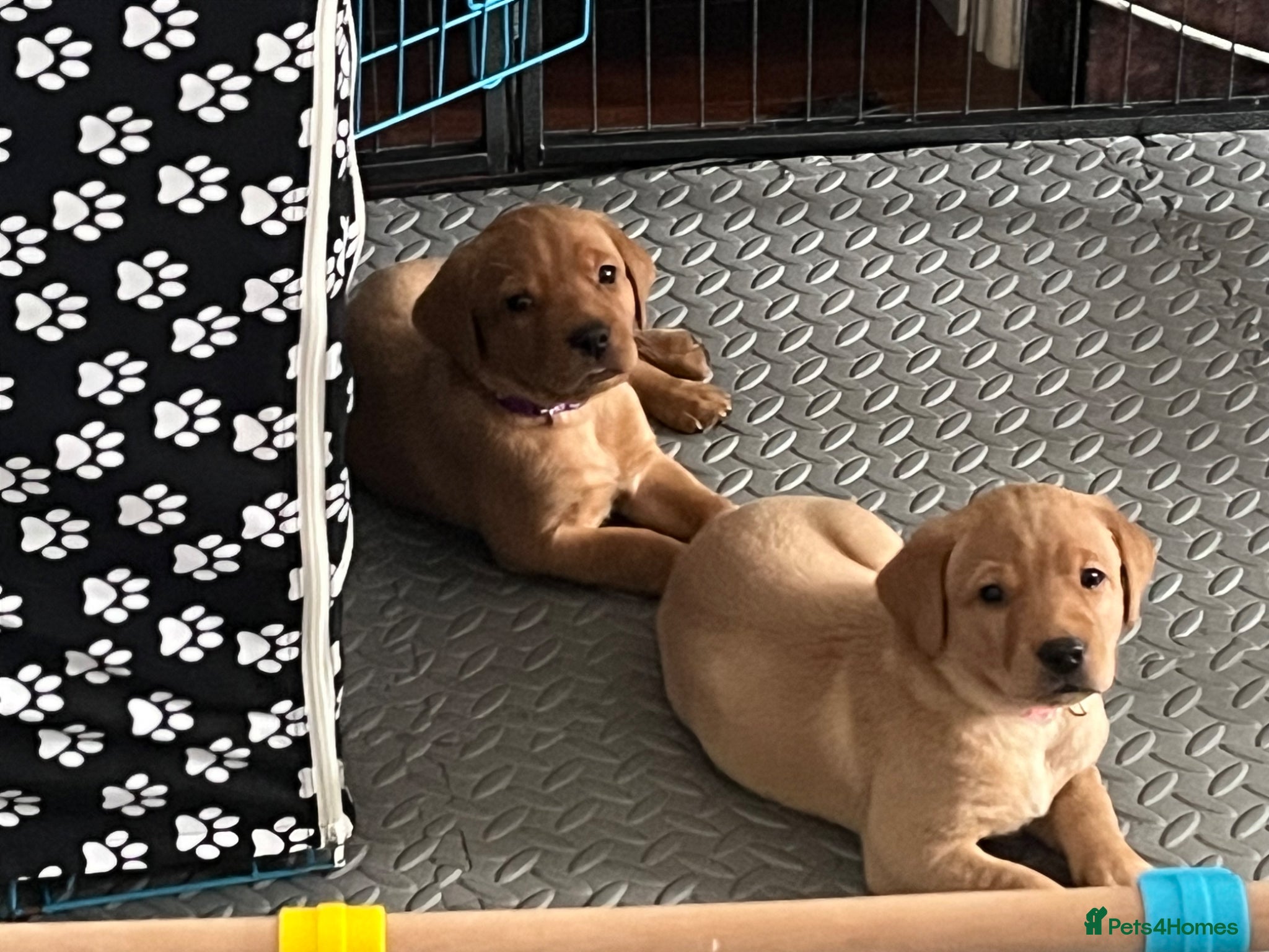Labrador Retriever dogs KC Reg Fox Red Labrador Puppies. - Advert 1