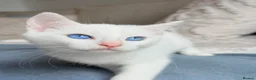 Turkish Angora cats for sale: 🐾 Unique Turkish Angora x Bengal Mix Kittens 🐾 - Advert 9