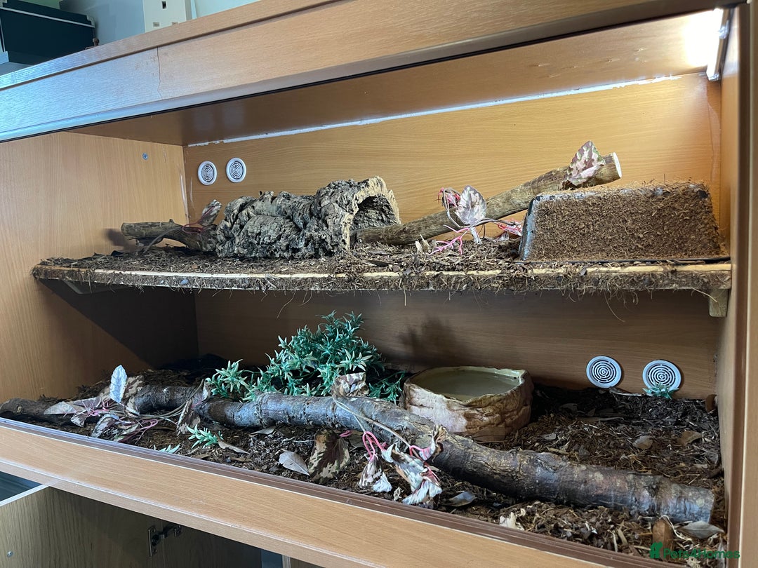 Python Snake reptiles for sale: Adult male enchi morph python with full set up - Image 4