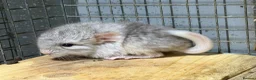 Chinchilla rodents for sale: Chinchilla Kits For Sale  - Advert 7
